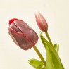 BOUQUET TULIPANES X7 BURDEOS 40CM