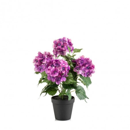HORTENSIA BUSH FUCHSIA 40CM IN BLACK POT