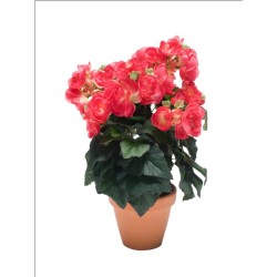 MACETA BEGONIA FUCSIA 30CM