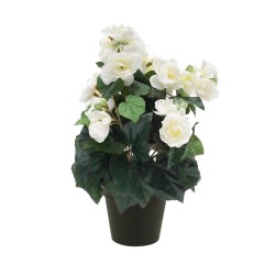 MACETA BEGONIA CREMA 30CM