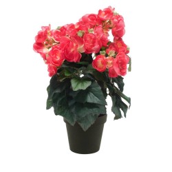 MACETA BEGONIA FUCSIA 30CM