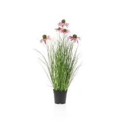 MACETA RUDBECKIA PURPURA 60CM