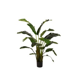 STRELITZIA 170CM