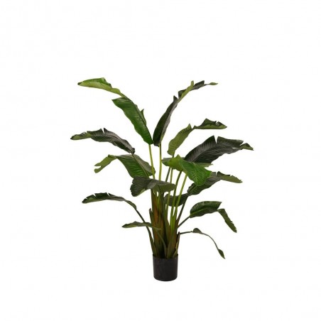 STRELITZIA 170CM