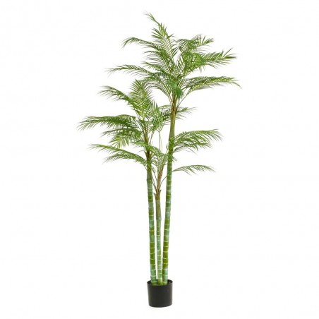 PALMERA ARECA X3 195CM