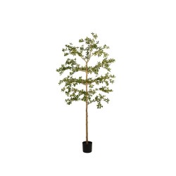 ARBOL BUCIDA 210CM