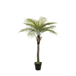 PALMENRA PHONEX DELUXE 260CM