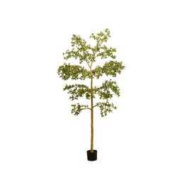 ARBOL BUCIDA 290CM