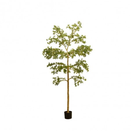 ARBOL BUCIDA 290CM