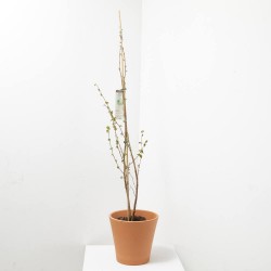 AVELLANO 5L FUTURE TREE