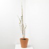 AVELLANO 5L FUTURE TREE