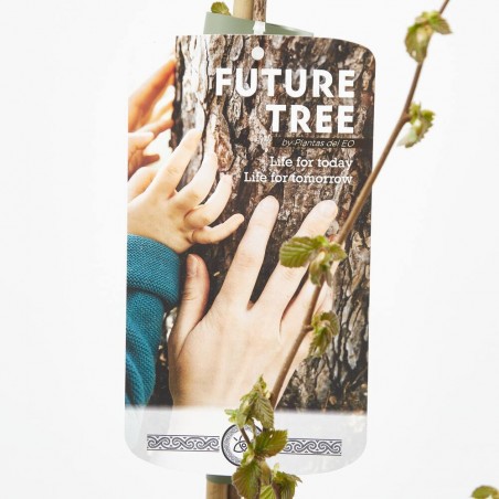 AVELLANO 5L FUTURE TREE