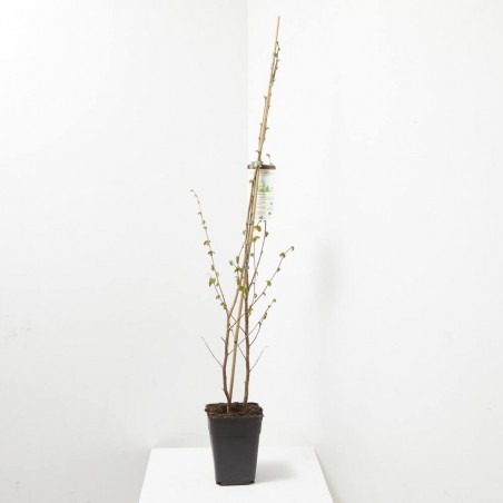 AVELLANO 5L FUTURE TREE