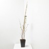 AVELLANO 5L FUTURE TREE