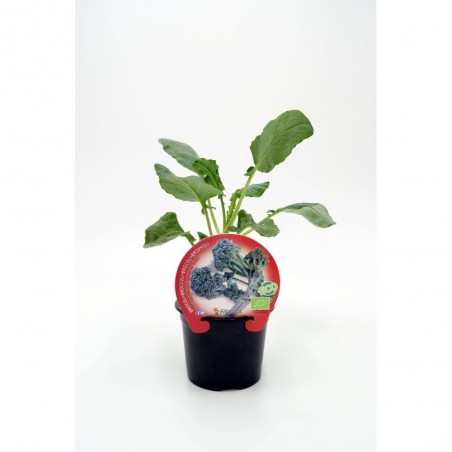 BRÓCOLI SPROUTING MACETA 11CM