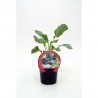 BRÓCOLI SPROUTING MACETA 11CM