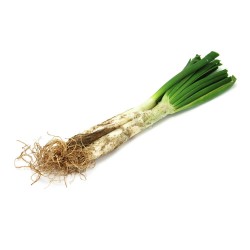 CALCOTS 50 PLANTAS