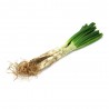 CALCOTS 50 PLANTAS