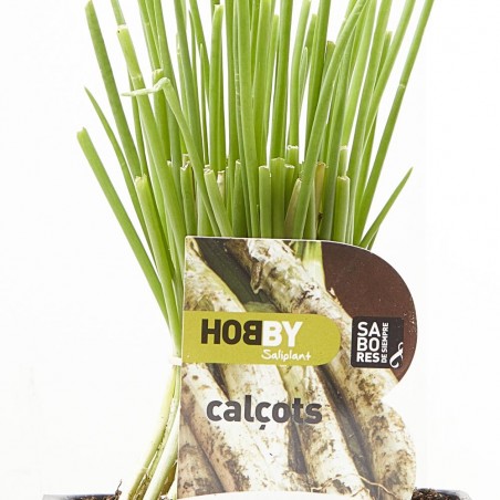 CALCOTS 50 PLANTAS
