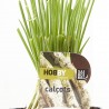CALCOTS 50 PLANTAS