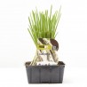 CALCOTS 50 PLANTAS