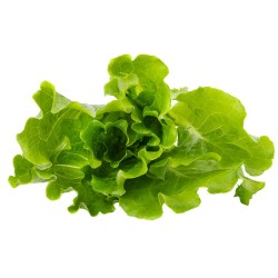 LECHUGA MARAVILLA EN MACETA