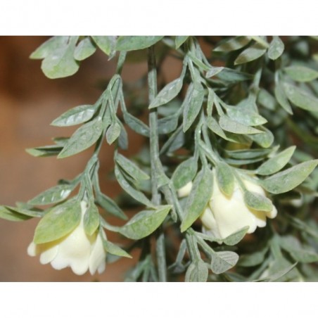 MATA COLGANTE ARTIFICIAL ROSAL MINI BLANCO 75CM