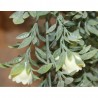 MATA COLGANTE ARTIFICIAL ROSAL MINI BLANCO 75CM