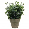 PLANTA VERDE 26CM MACETA