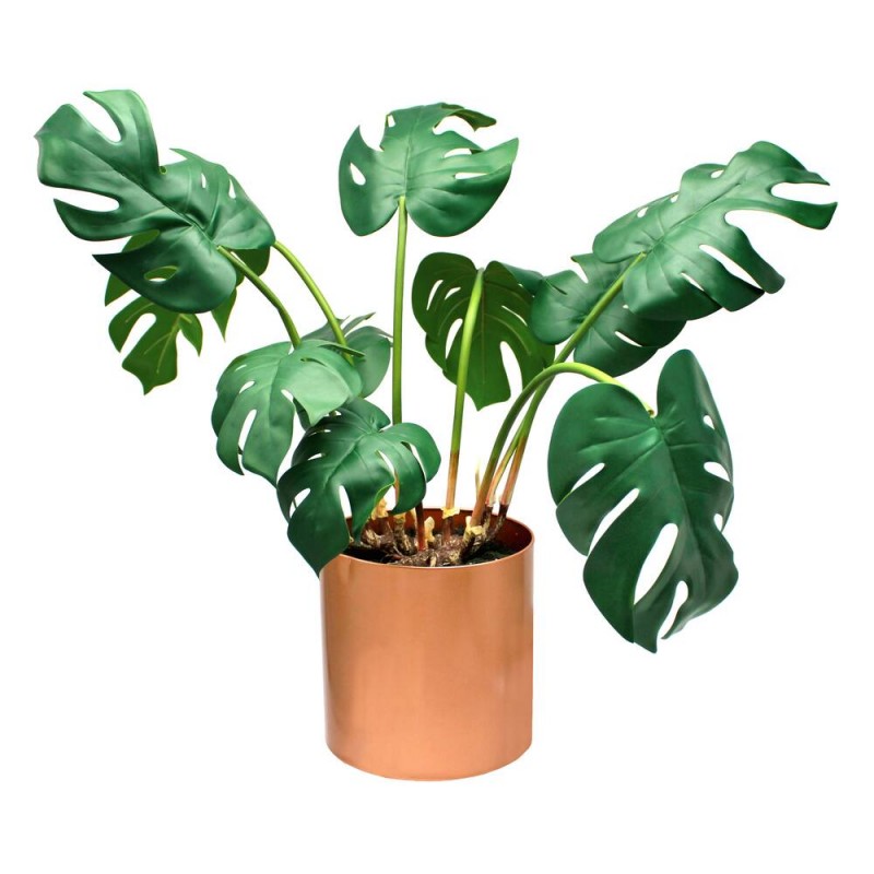 philodendron holtonianum Buy Philodendron holtonianum “Aurea Varie… main image 0