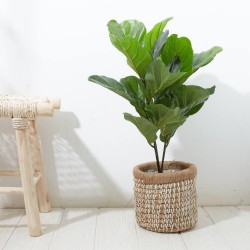 FICUS LYRATA ARTIFICIAL