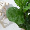 FICUS LYRATA ARTIFICIAL