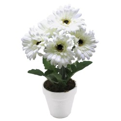 GERBERA BLANCA MACETA 36CM