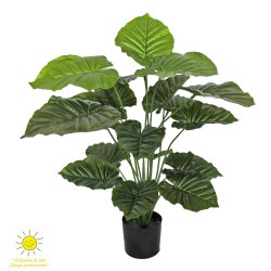 TARO VERDE EXTERIOR 80CM
