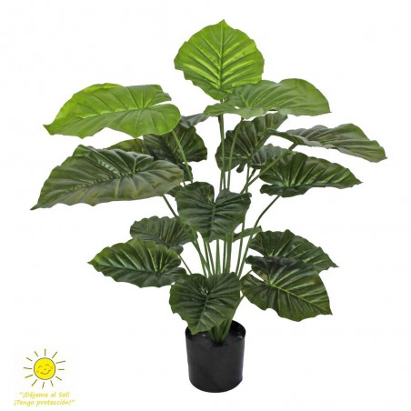 TARO VERDE EXTERIOR 80CM