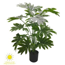 PHILODENDRON EXTERIOR 70CM