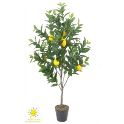 LIMONERO EXTERIOR 125CM