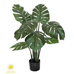 MONSTERA EXTERIOR 90H