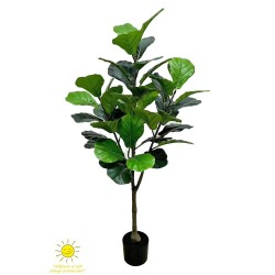 FICUS LYRATA EXTERIOR 120CM