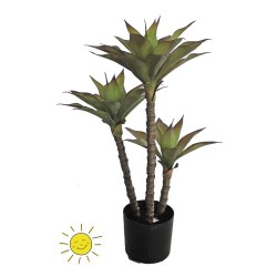 AGAVE 3 TALLOS EXTERIOR 55X92H