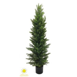 CIPRES EXTERIOR 120CM
