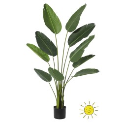 ESTERLICIA EXTERIOR 160H