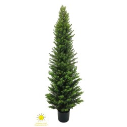 CIPRES EXTERIOR 170CM