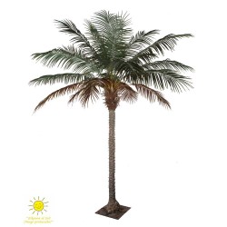 PALMERA PHOENIX 270CM EXTERIOR