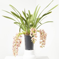 ORQUÍDEA CYMBIDIUM EXTRA MACETA 14CM