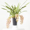 ORQUÍDEA CYMBIDIUM EXTRA MACETA 14CM