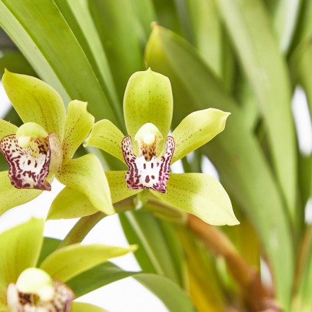 ORQUÍDEA CYMBIDIUM EXTRA MACETA 14CM