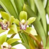 ORQUÍDEA CYMBIDIUM EXTRA MACETA 14CM