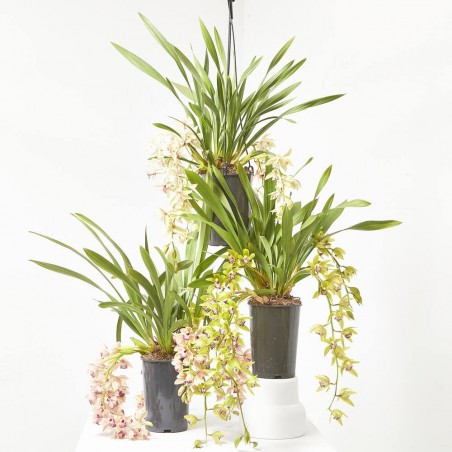 ORQUÍDEA CYMBIDIUM EXTRA MACETA 14CM