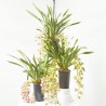 ORQUÍDEA CYMBIDIUM EXTRA MACETA 14CM